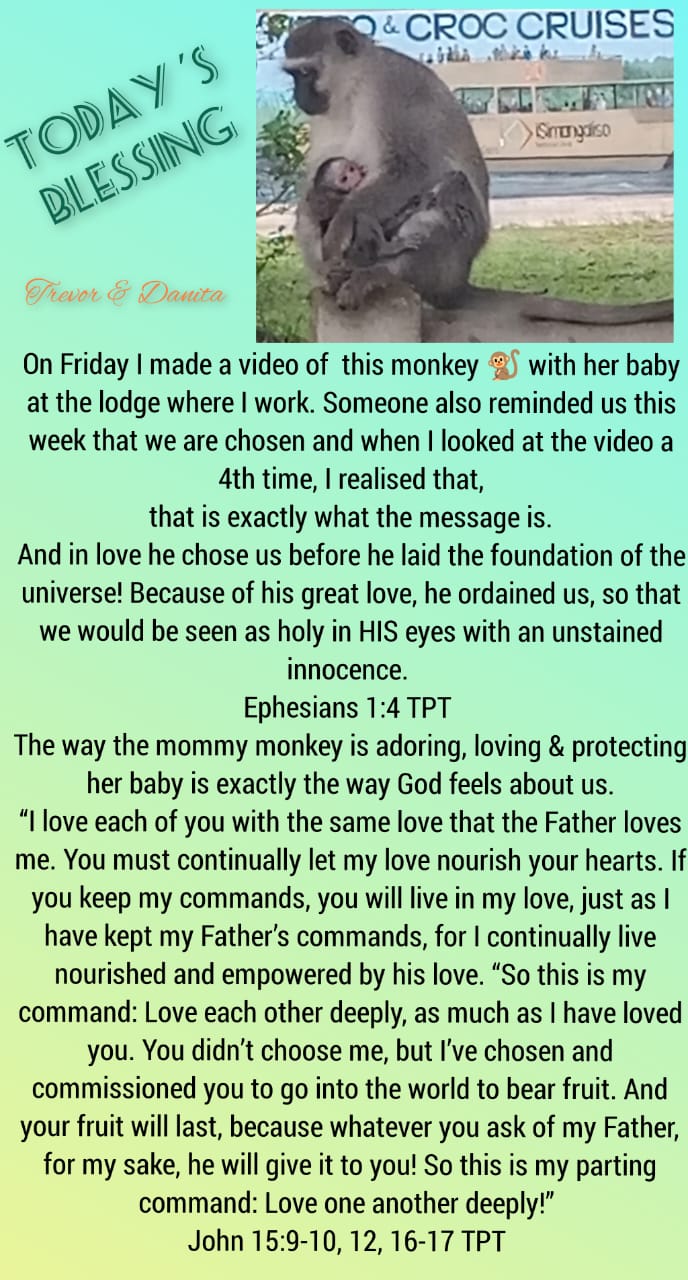Monkey-mamma-shows-love