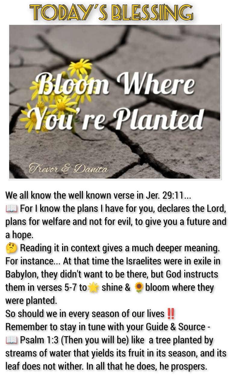 Bloom where you_re planted