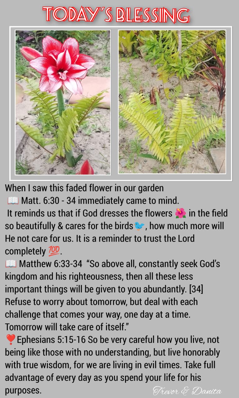 God Dresses the Flowers