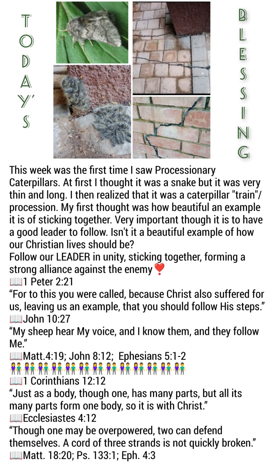 Processionary Caterpillars